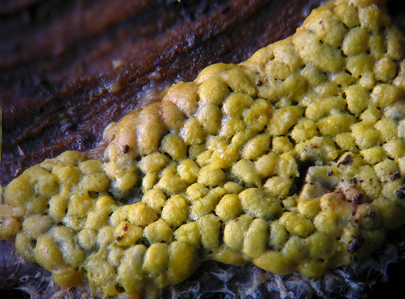 Physarum conglomeratum